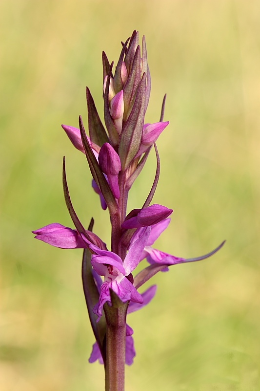 Dactylorhiza traunsteieneri